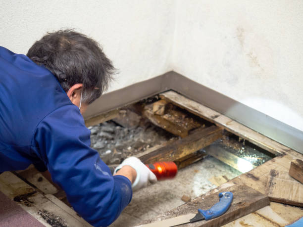 Best Crawl Space Mold Removal  in Mosinee, WI