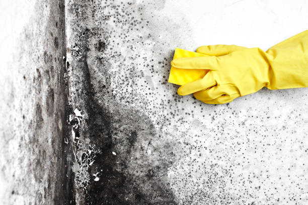 Best Black Mold Removal  in Mosinee, WI