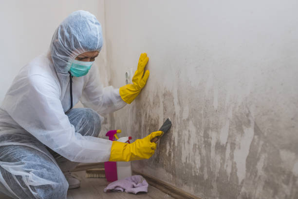 Best Professional Mold Removal  in Mosinee, WI