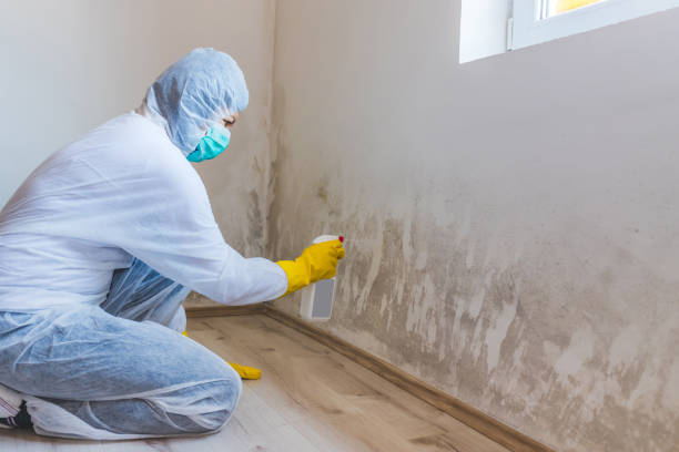 Mold Testing and Removal in Mosinee, WI