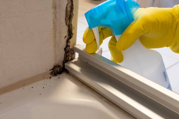 Best Mold Cleaning Services  in Mosinee, WI