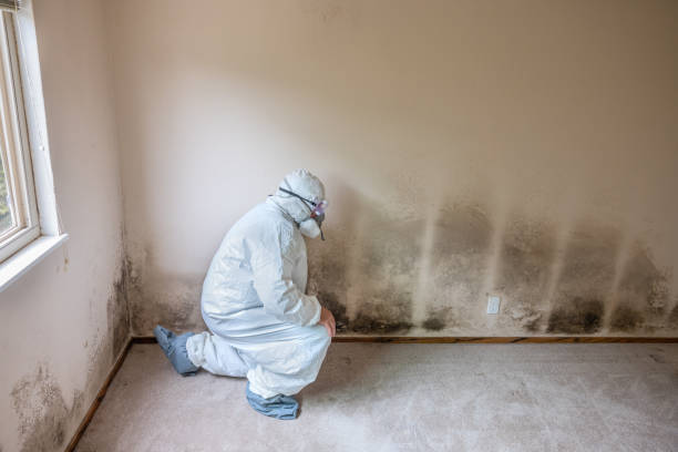 Certified Mold Removal in Mosinee, WI