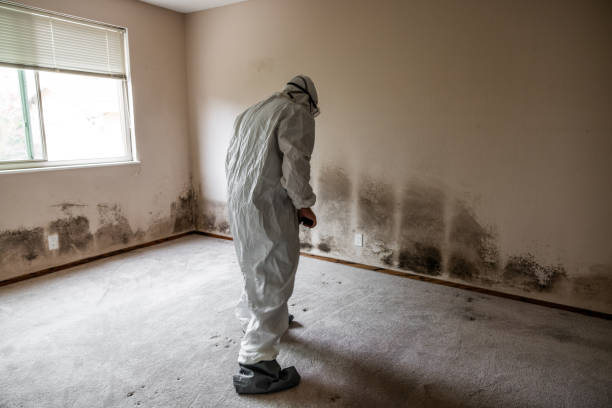 Best Toxic Mold Removal  in Mosinee, WI