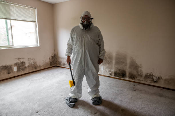 Best Fast Mold Removal  in Mosinee, WI