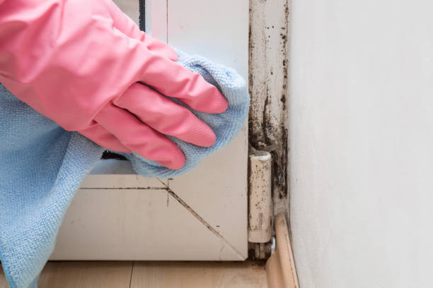 Best Emergency Mold Removal  in Mosinee, WI