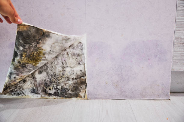 Best Office Mold Removal Services  in Mosinee, WI